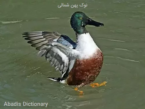 نوک پهن شمالی